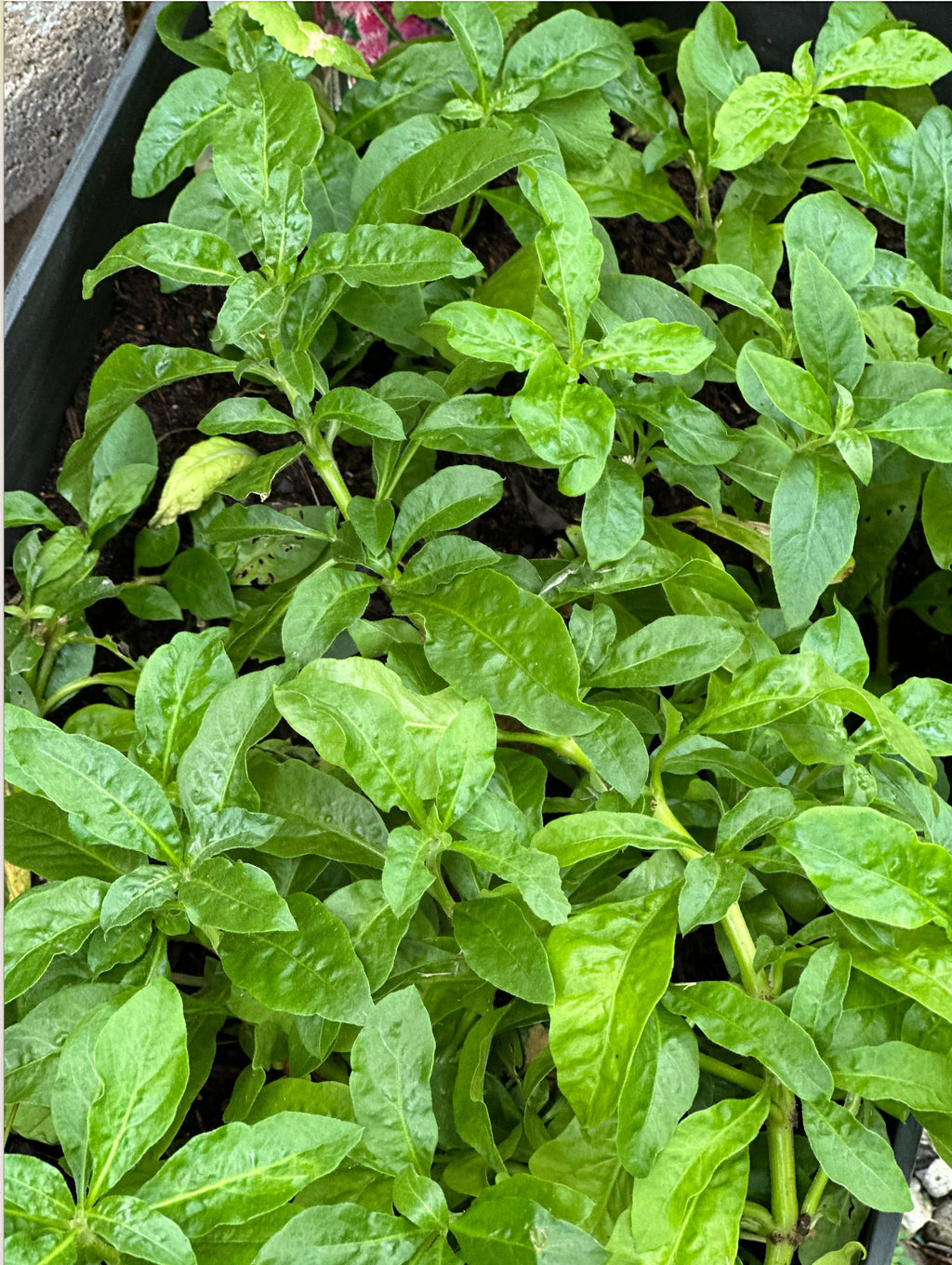 6 Organic Brazilian Spinach Samba Plant Cuttings shipped fast from Florida