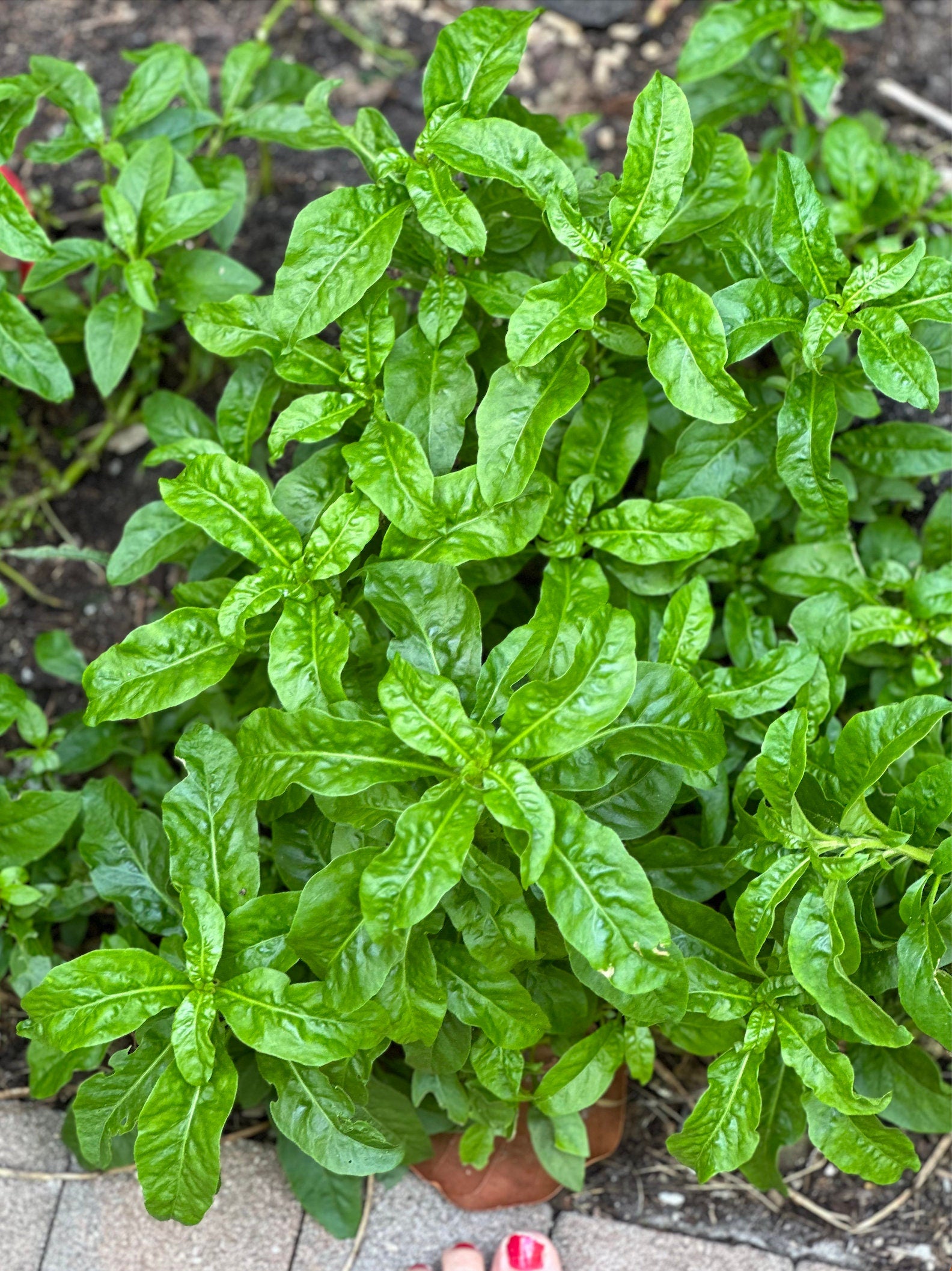6 Organic Brazilian Spinach Samba Plant Cuttings shipped fast from Florida