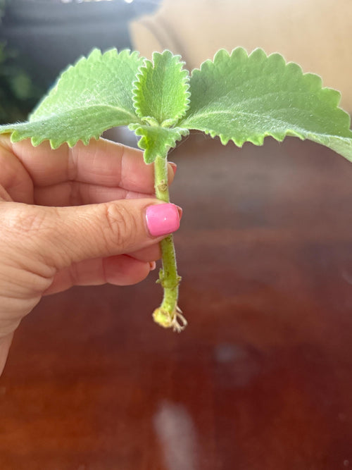 2 Cuban Oregano Plant – Mexican Mint, Tropical Herb