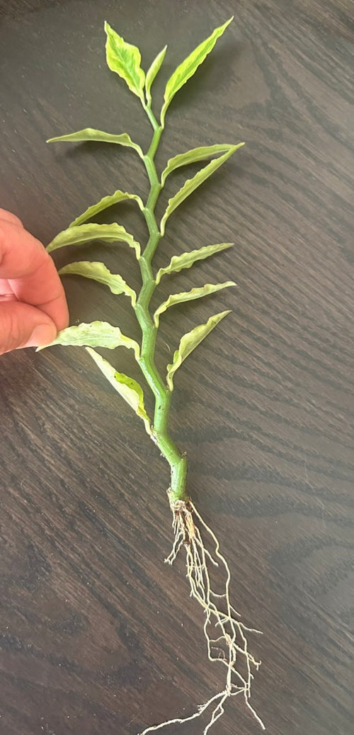 3 Devil's Backbone Plant - Pedilanthus - Red Bird Cactus  - Easy to Grow