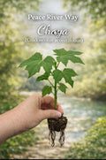 4 Chaya Tree Spinach Cuttings - Maple Leaf Variety, Perennial