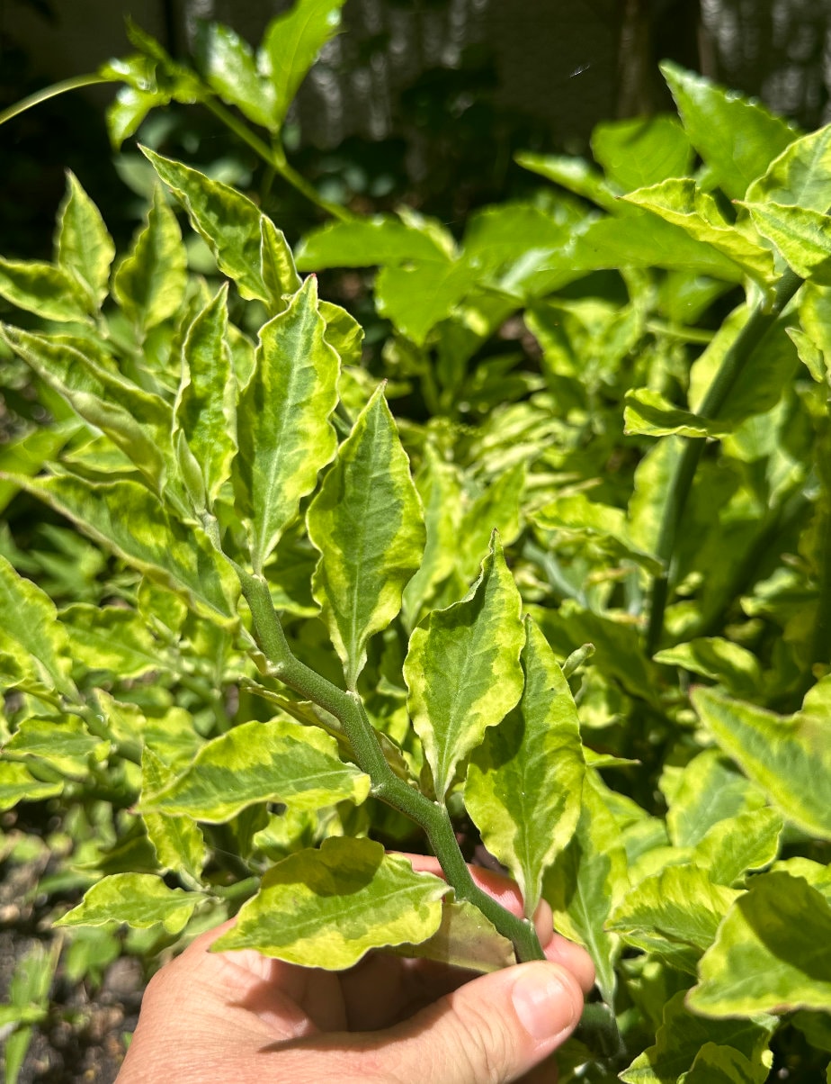 3 Devil's Backbone Plant - Pedilanthus - Red Bird Cactus  - Easy to Grow