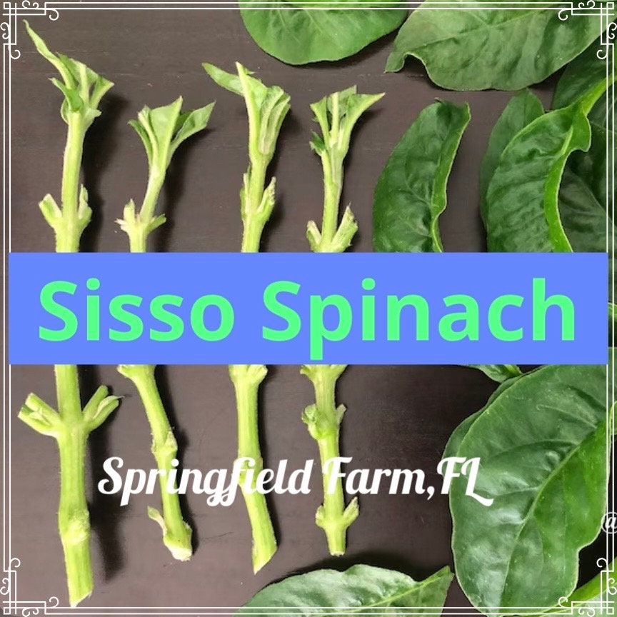 6 Organic Brazilian Spinach Samba Plant Cuttings shipped fast from Florida