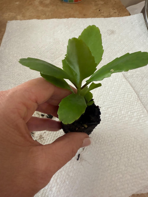 2 Miracle Leaf/ Leaf of Life (Kalanchoe Pinnata) 3" Plants