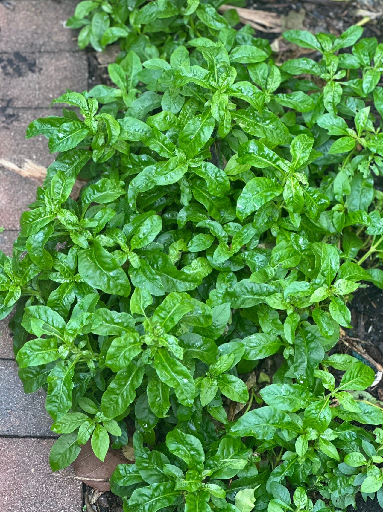 6 Organic Brazilian Spinach Samba Plant Cuttings shipped fast from Florida