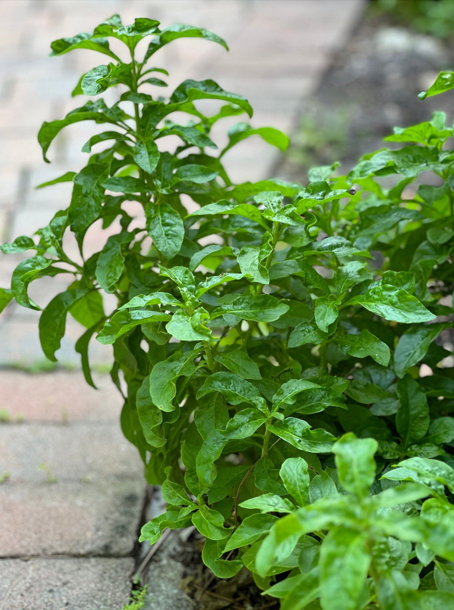 6 Organic Brazilian Spinach Samba Plant Cuttings shipped fast from Florida