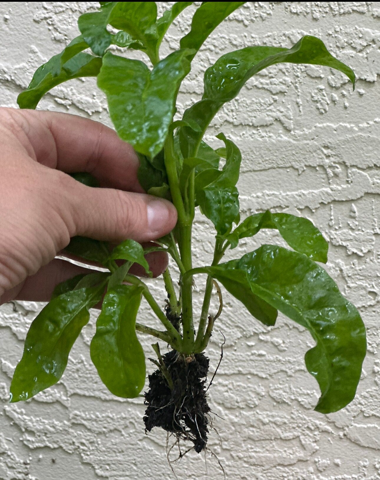 6 Organic Brazilian Spinach Samba Plant Cuttings shipped fast from Florida