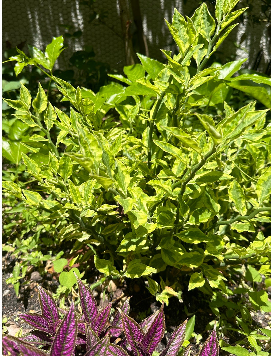 3 Devil's Backbone Plant - Pedilanthus - Red Bird Cactus  - Easy to Grow