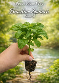 6 Organic Brazilian Spinach Samba Plant Cuttings shipped fast from Florida