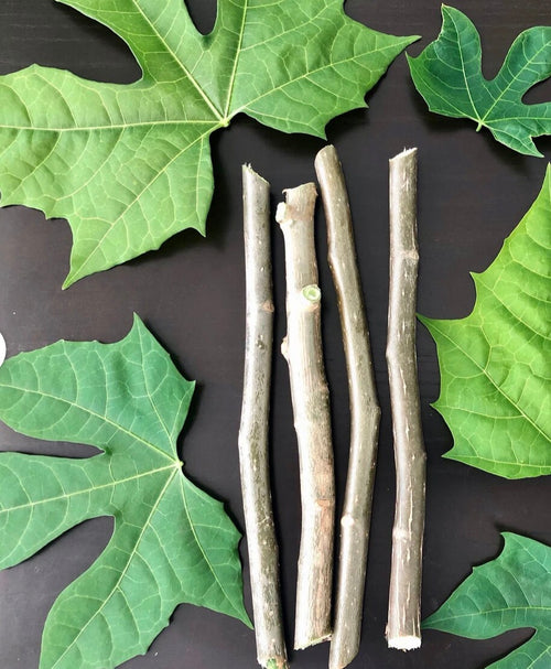 4 Chaya Tree Spinach Cuttings - Maple Leaf Variety, Perennial