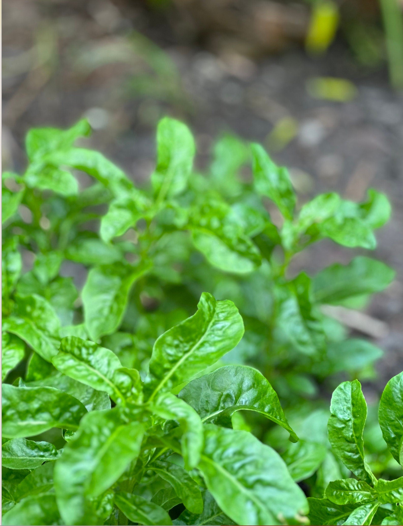 6 Organic Brazilian Spinach Samba Plant Cuttings shipped fast from Florida