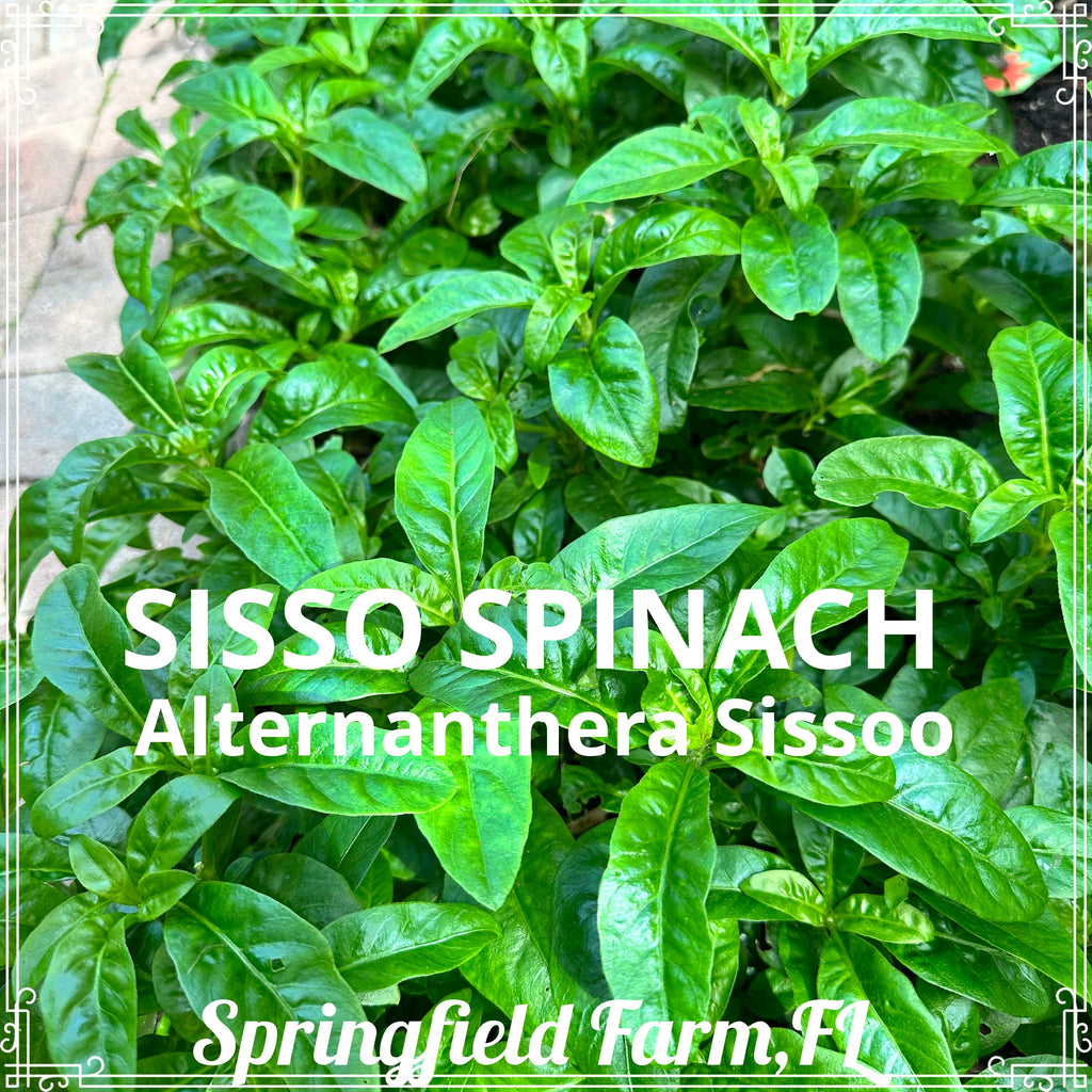 6 Organic Brazilian Spinach Samba Plant Cuttings shipped fast from Florida