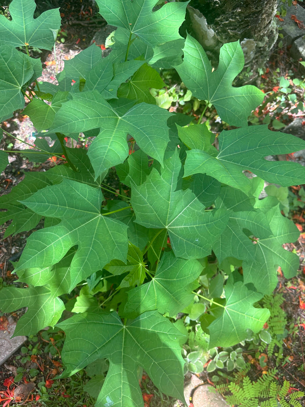 4 Chaya Tree Spinach Cuttings - Maple Leaf Variety, Perennial