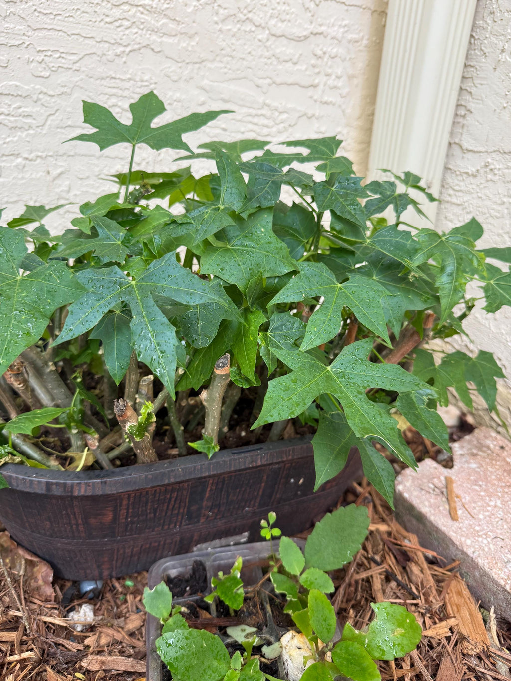 4 Chaya Tree Spinach Cuttings - Maple Leaf Variety, Perennial